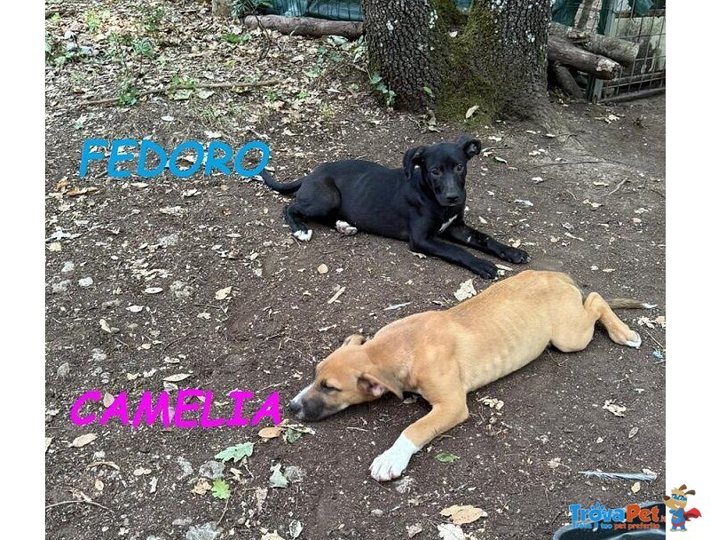 Fedoro e Camelia 4mesi due Cuccioli D'oro - Foto n. 1