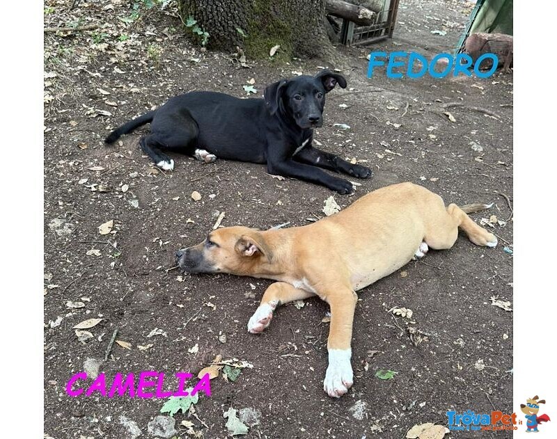 Fedoro e Camelia 4mesi due Cuccioli D'oro - Foto n. 2