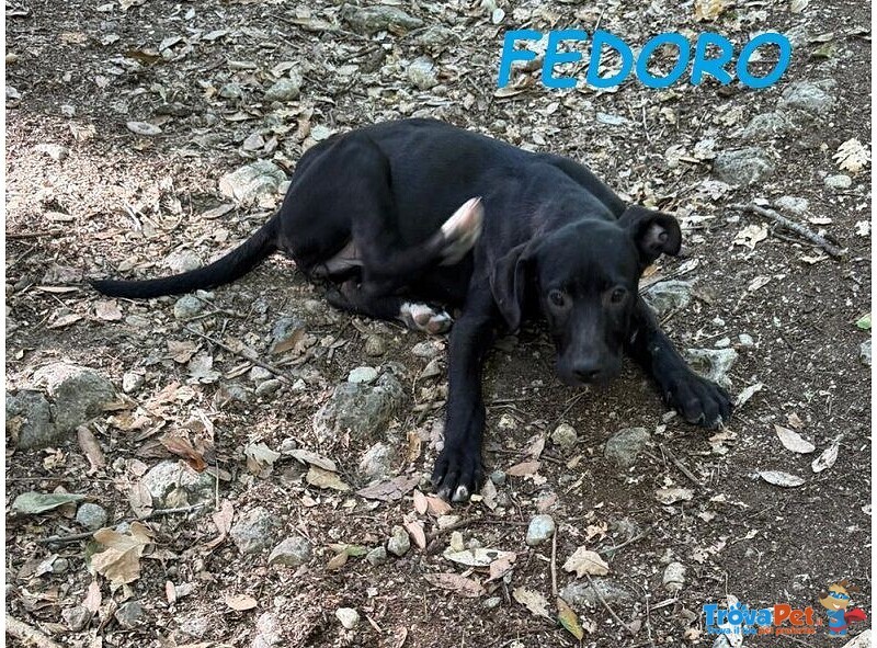 Fedoro e Camelia 4mesi due Cuccioli D'oro - Foto n. 3
