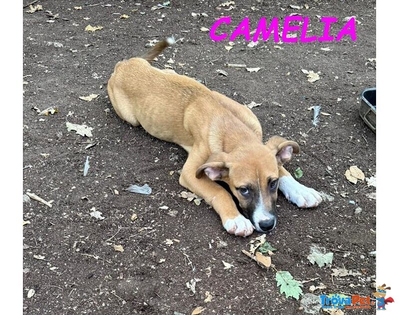 Fedoro e Camelia 4mesi due Cuccioli D'oro - Foto n. 5
