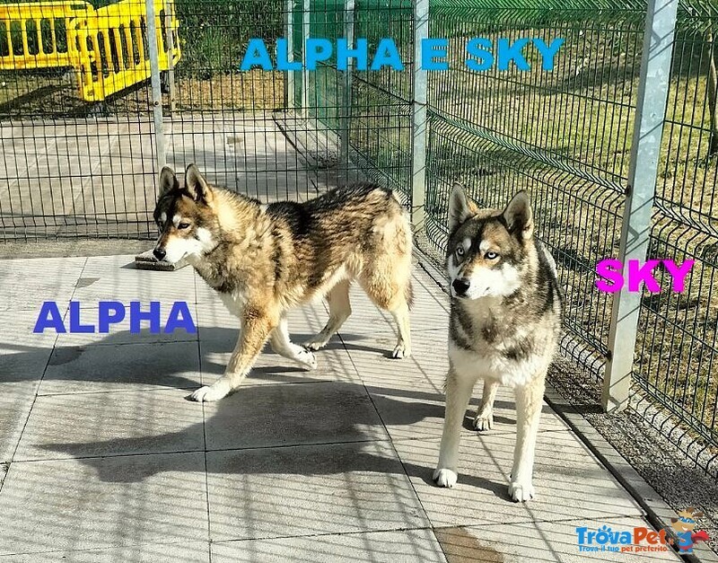 Sky e Alpha Meravigliosi Husky - Foto n. 1