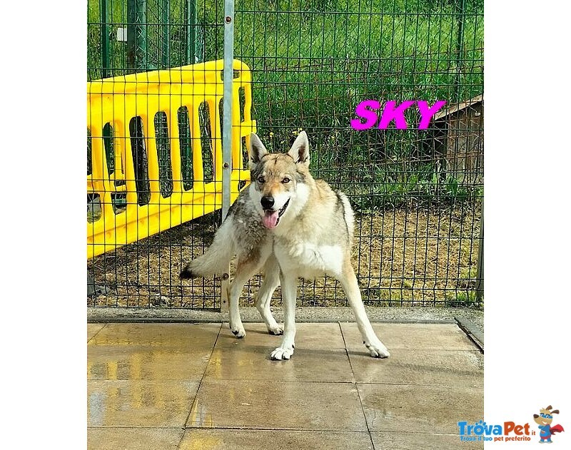 Sky e Alpha Meravigliosi Husky - Foto n. 2