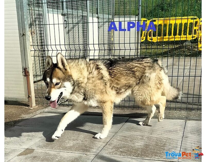 Sky e Alpha Meravigliosi Husky - Foto n. 4