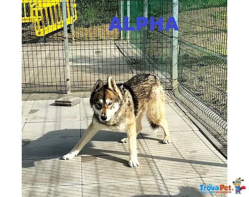 Sky e Alpha Meravigliosi Husky - Foto n. 5