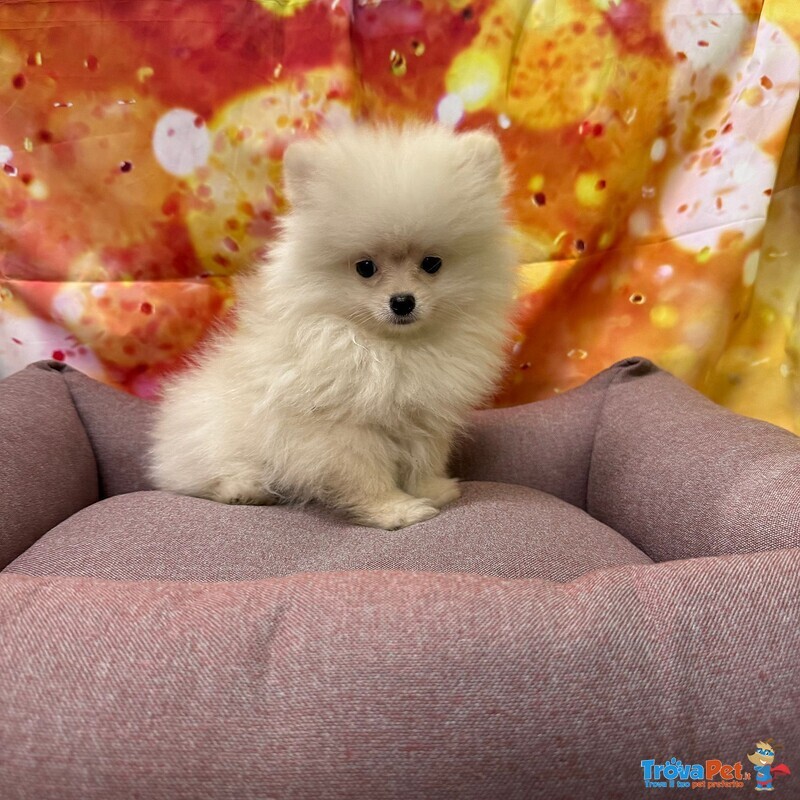 Cucciola di Volpino di Pomerania Bianco Femmina - Foto n. 1