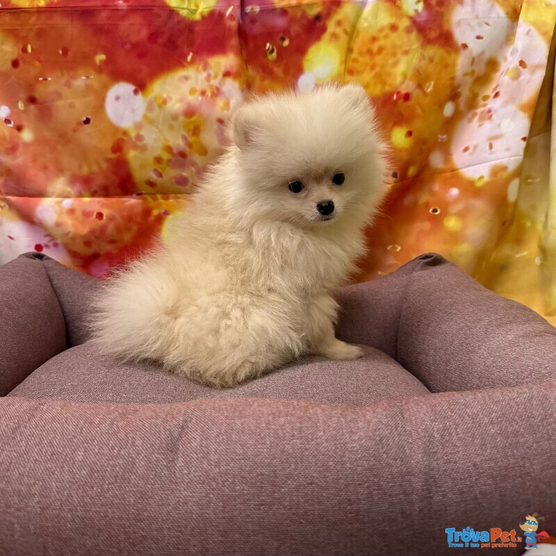 Cucciola di Volpino di Pomerania Bianco Femmina - Foto n. 2