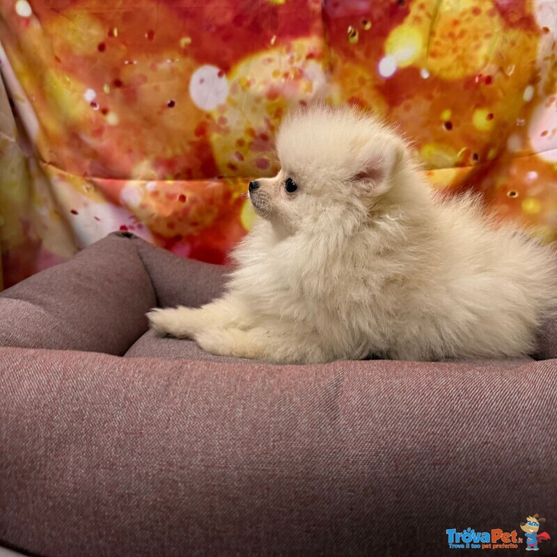 Cucciola di Volpino di Pomerania Bianco Femmina - Foto n. 3