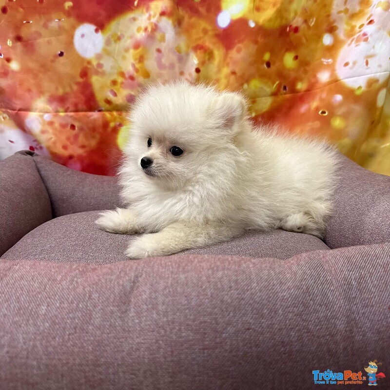 Cucciola di Volpino di Pomerania Bianco Femmina - Foto n. 4