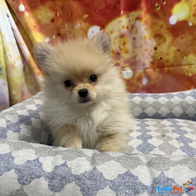 Cucciolo di Volpino di Pomerania Crema Maschio - Foto n. 1