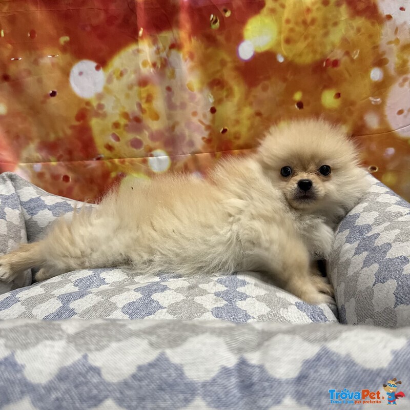 Cucciolo di Volpino di Pomerania Crema Maschio - Foto n. 2