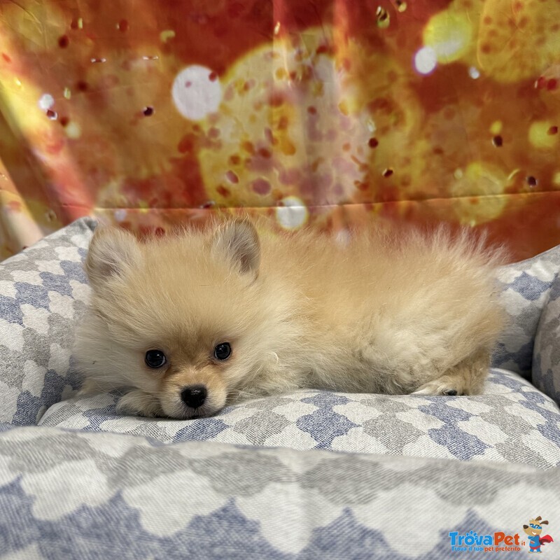 Cucciolo di Volpino di Pomerania Crema Maschio - Foto n. 3