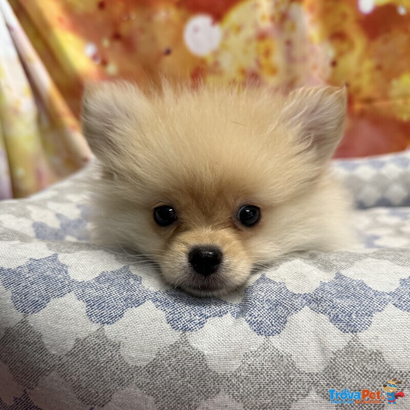 Cucciolo di Volpino di Pomerania Crema Maschio - Foto n. 4