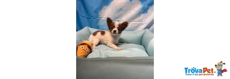 Cucciolo di Chihuahua Bianco e Lilac pelo Lungo Maschio - Foto n. 4
