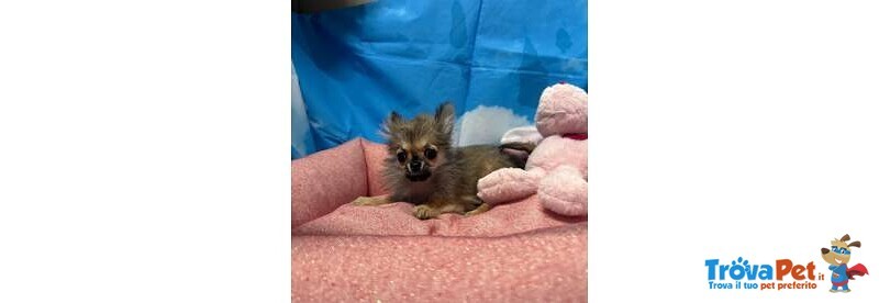 Cucciola di Chihuahua Fulvo pelo Lungo Femmina - Foto n. 2