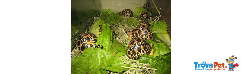 Tartarughe e uova Fertili Disponibili - Foto n. 2