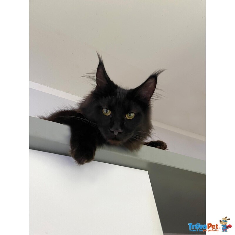 Cuccioli Maine coon Disponibili Subito - Foto n. 2