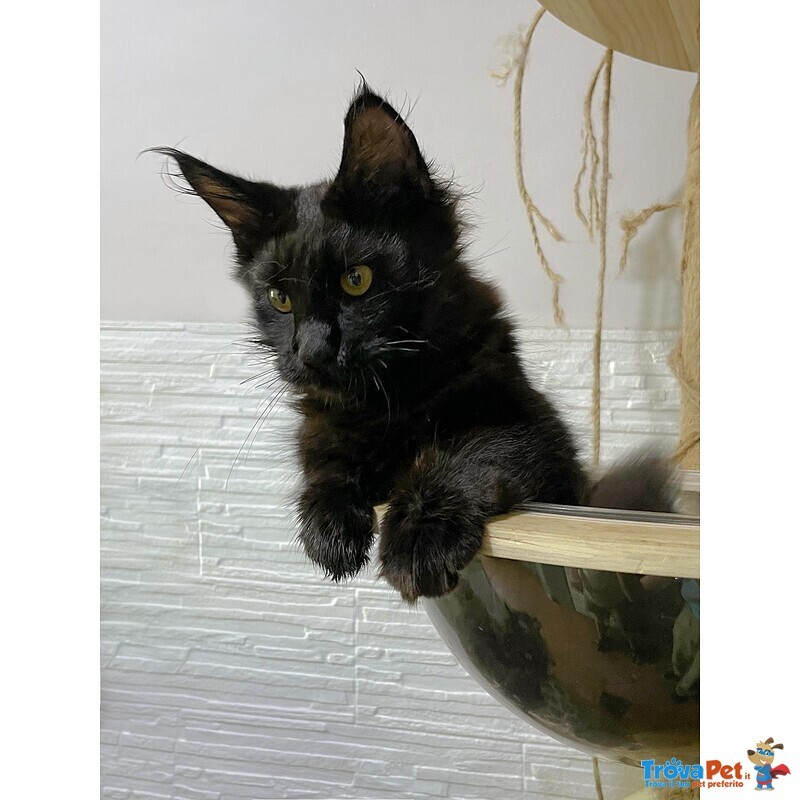 Cuccioli Maine coon Disponibili Subito - Foto n. 3