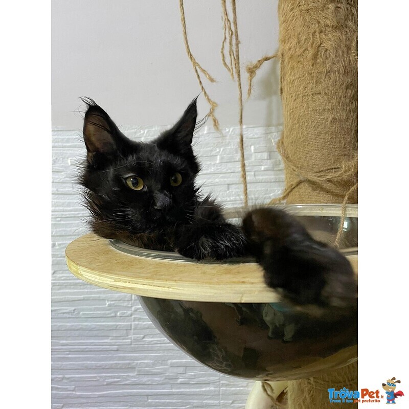 Cuccioli Maine coon Disponibili Subito - Foto n. 4