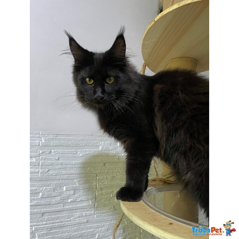 Cuccioli Maine coon Disponibili Subito - Foto n. 1