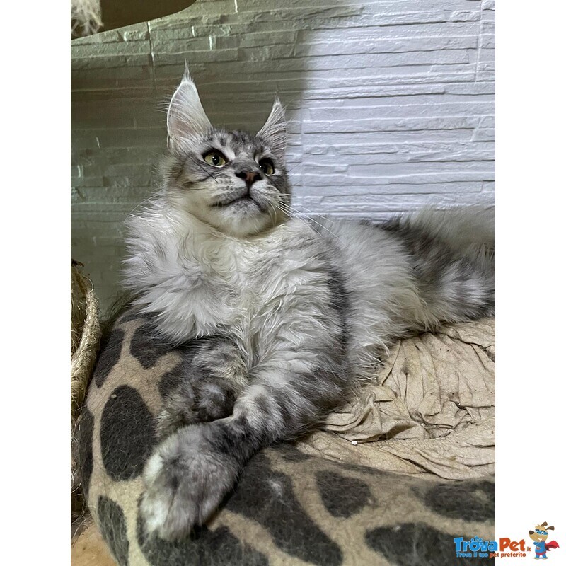 Cuccioli Maine coon Disponibili Subito - Foto n. 5