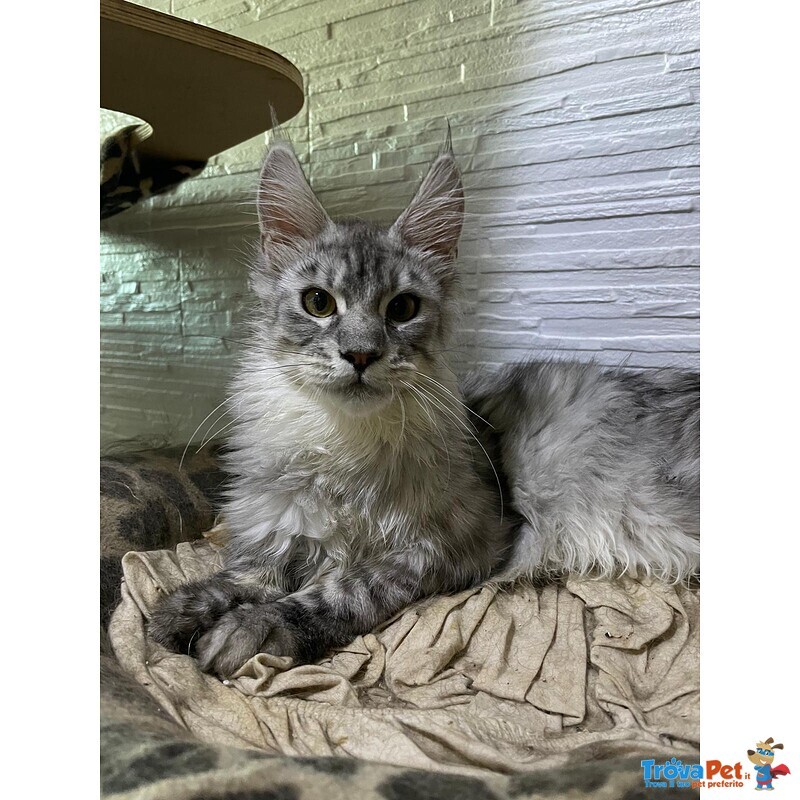 Cuccioli Maine coon Disponibili Subito - Foto n. 6