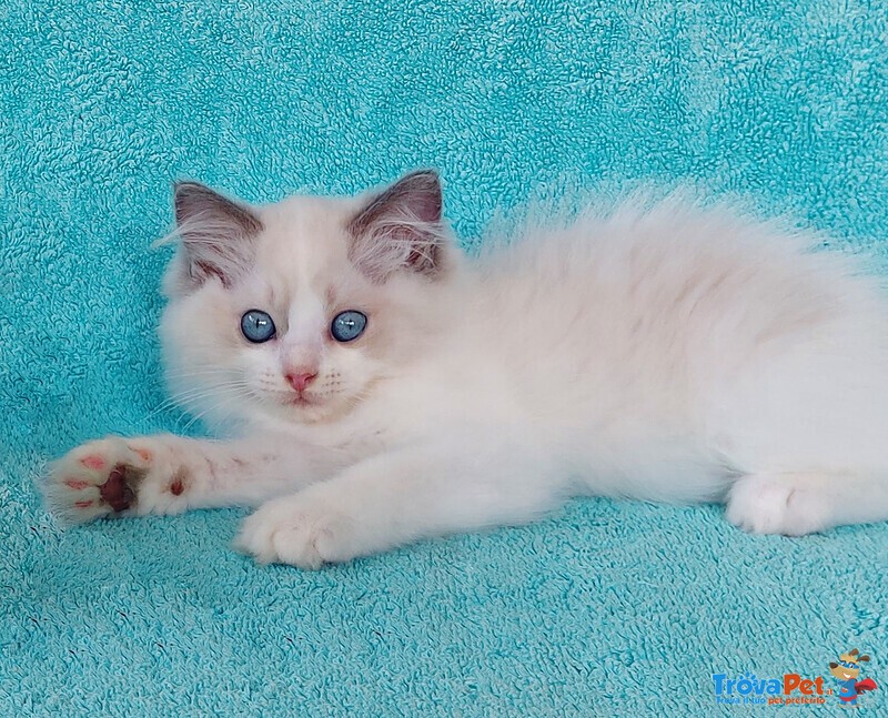 Gattino Razza Ragdoll con Pedigree - Foto n. 1