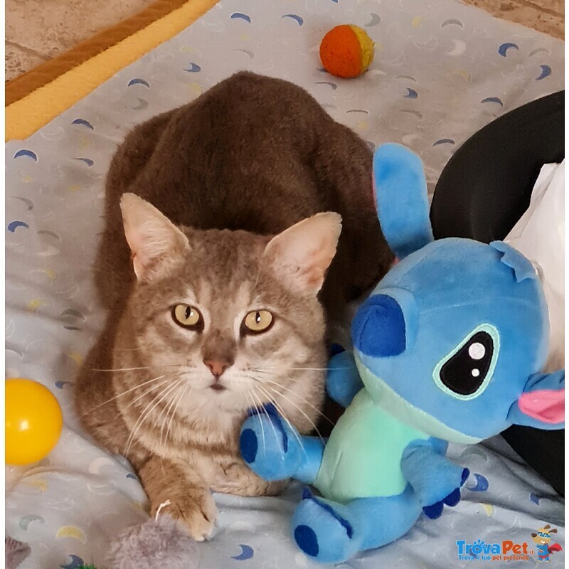 Una Famiglia per Oscar 🐈‍⬛ 💚 - Foto n. 2