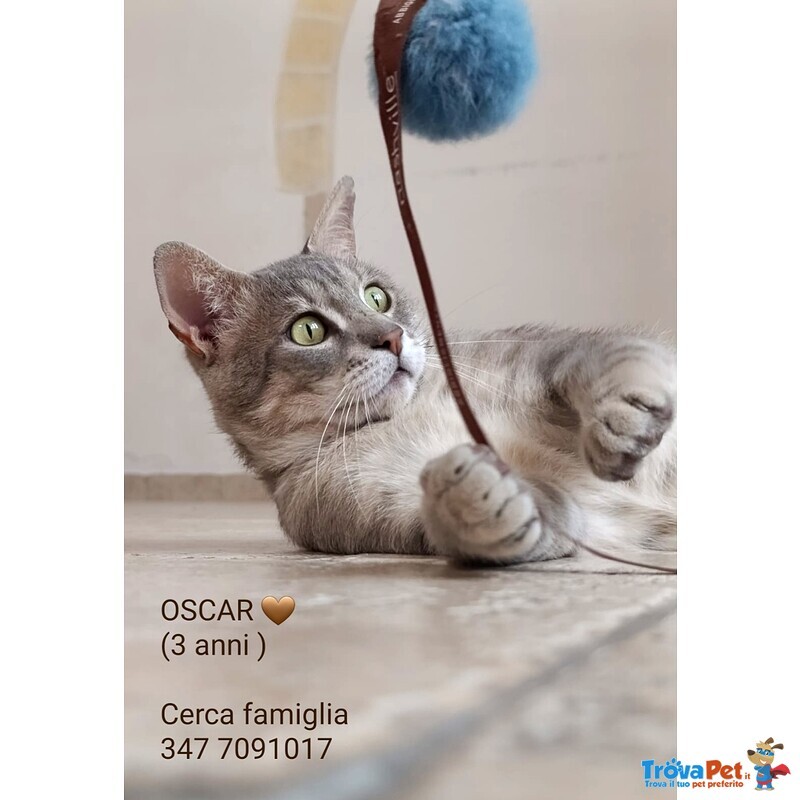 Una Famiglia per Oscar 🐈‍⬛ 💚 - Foto n. 3