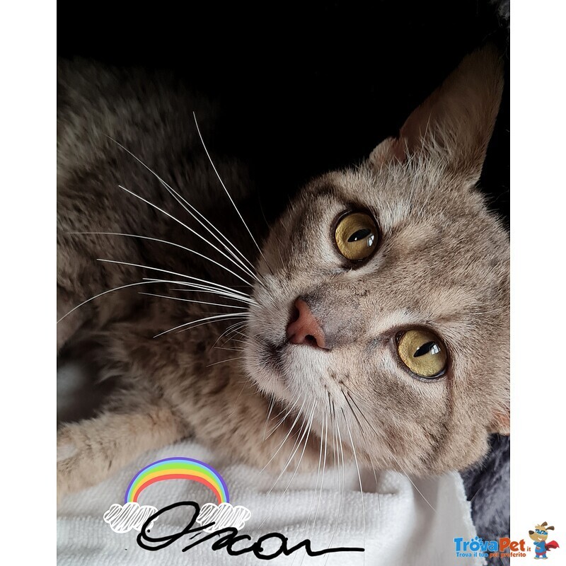 Una Famiglia per Oscar 🐈‍⬛ 💚 - Foto n. 1