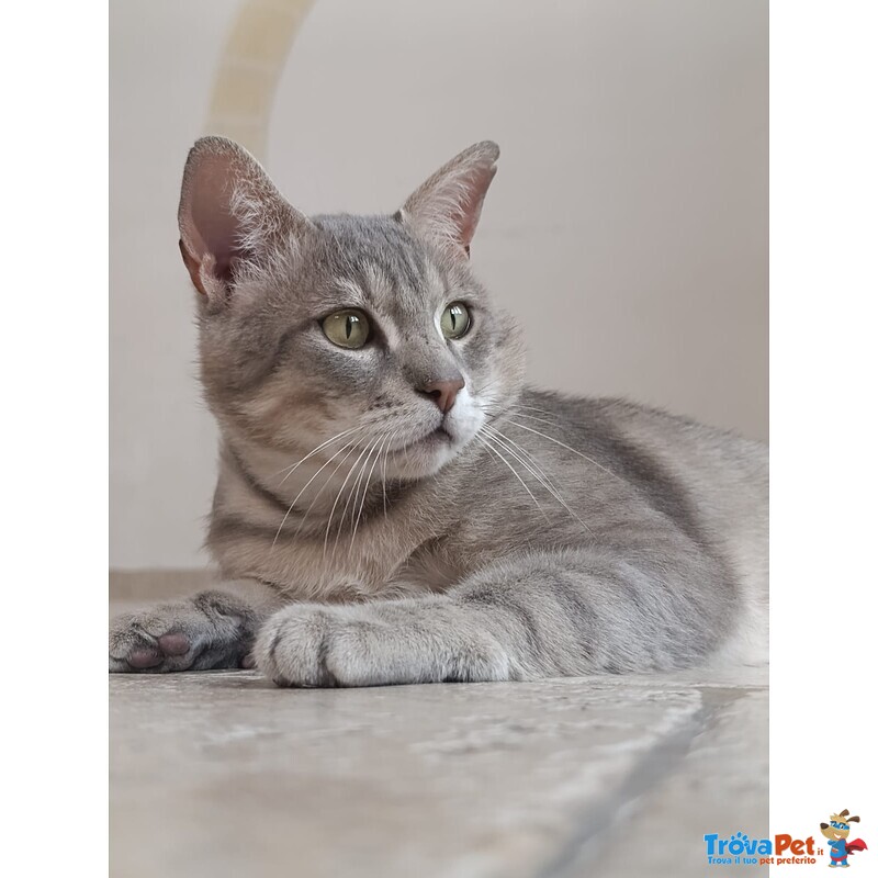 Una Famiglia per Oscar 🐈‍⬛ 💚 - Foto n. 4