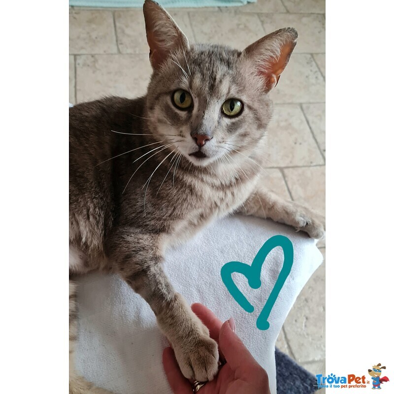 Una Famiglia per Oscar 🐈‍⬛ 💚 - Foto n. 5