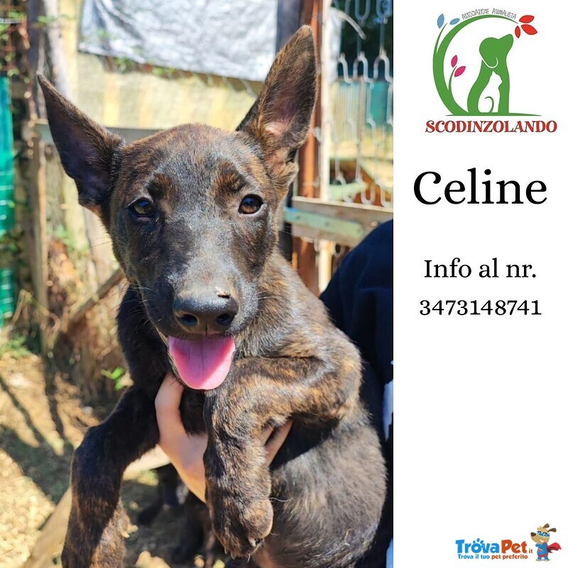 Celine Cucciola 3 mesi (figlia di Pastore Olandese) Cerca Adozione - Foto n. 1