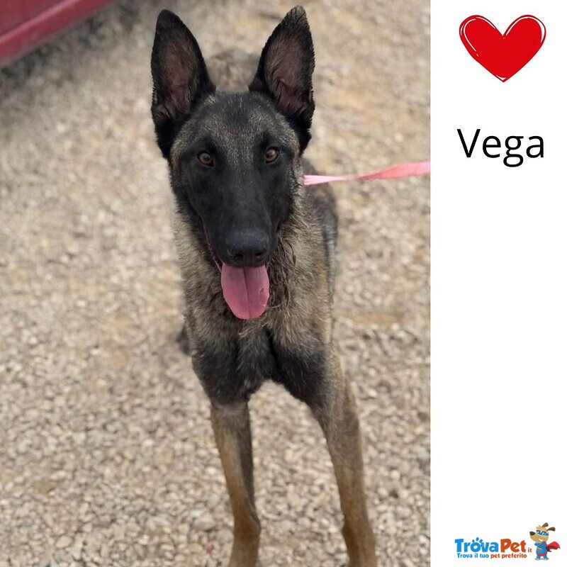 Vega Stupenda Pastore Belga Malinois 1 anno Cerca Adozione - Foto n. 1