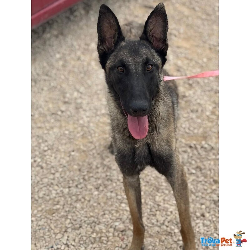 Vega Stupenda Pastore Belga Malinois 1 anno Cerca Adozione - Foto n. 2
