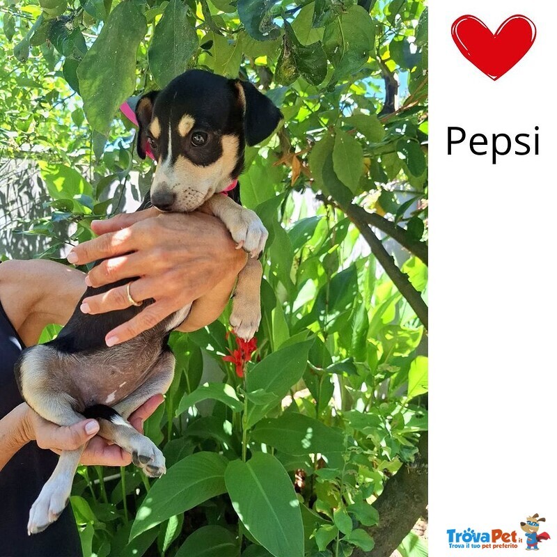 Pepsi Dolce Cucciolina Taglia mini Cerca Adozione - Foto n. 1