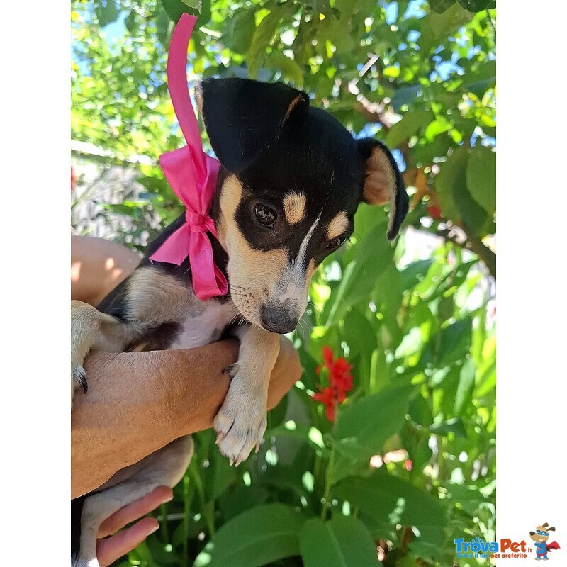 Pepsi Dolce Cucciolina Taglia mini Cerca Adozione - Foto n. 2