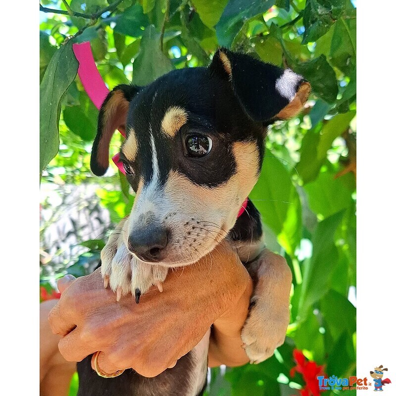 Pepsi Dolce Cucciolina Taglia mini Cerca Adozione - Foto n. 3