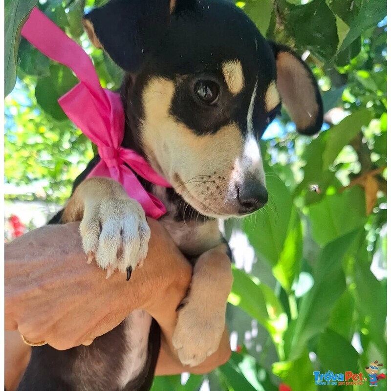 Pepsi Dolce Cucciolina Taglia mini Cerca Adozione - Foto n. 4