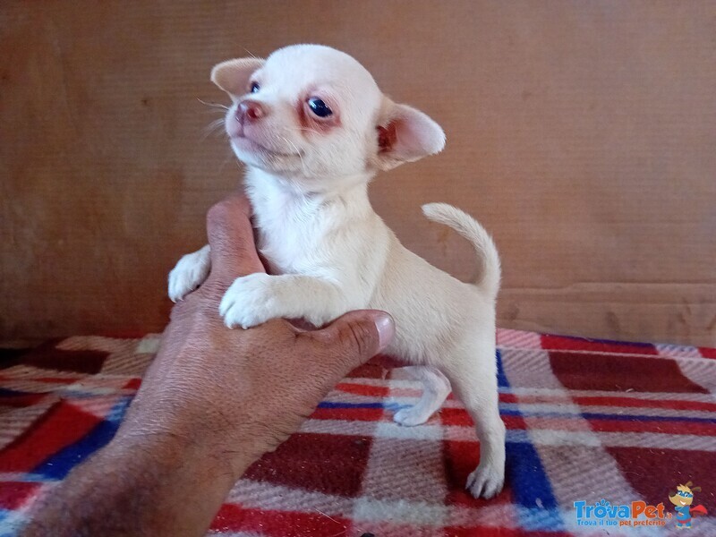 Chihuahua Maschio - Foto n. 1