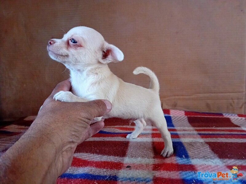 Chihuahua Maschio - Foto n. 2