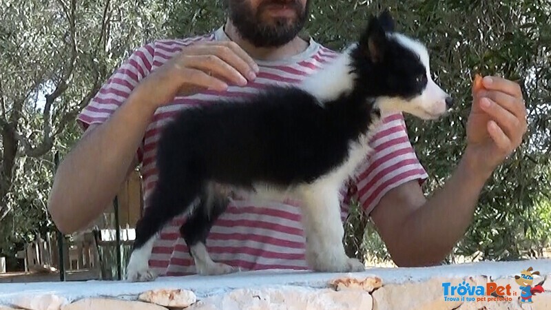 Cuccioli di Border Collie - Foto n. 2