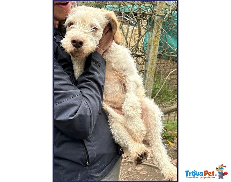 Spiga Tenera Spinoncina di 3anni - Foto n. 1