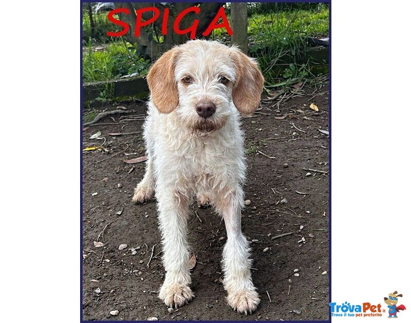 Spiga Tenera Spinoncina di 3anni - Foto n. 2