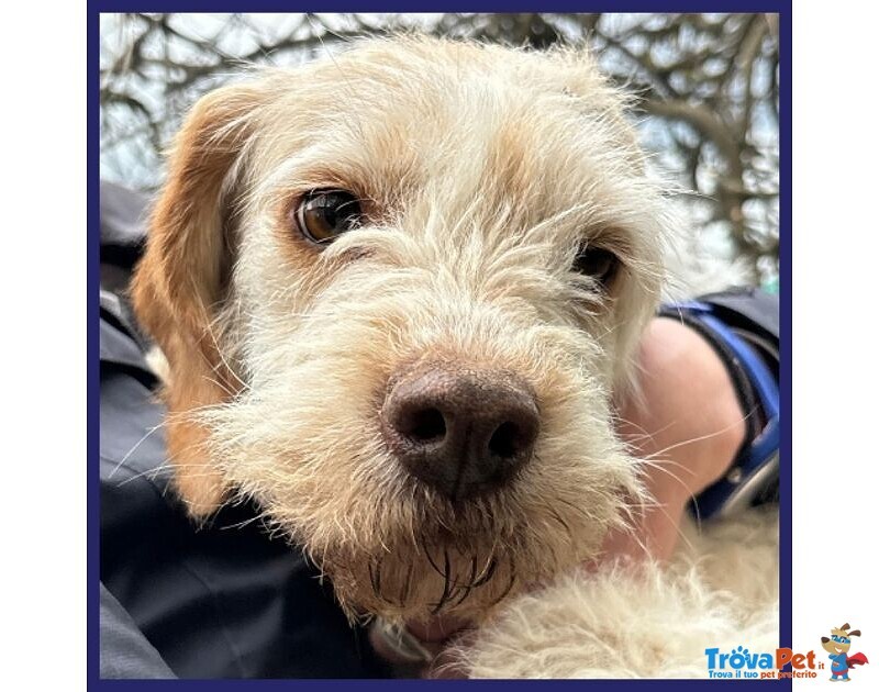 Spiga Tenera Spinoncina di 3anni - Foto n. 4