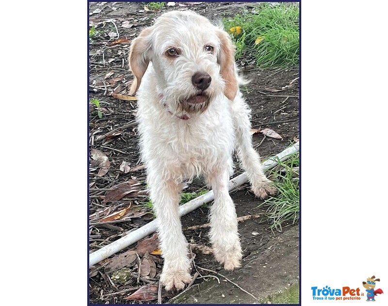 Spiga Tenera Spinoncina di 3anni - Foto n. 6