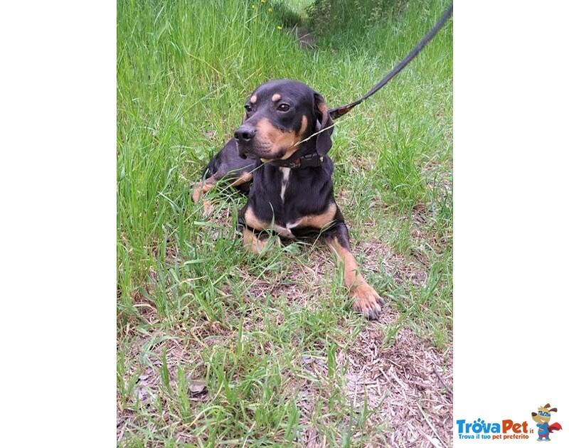 Pippo Dolcissimo ! 17kg - Foto n. 1