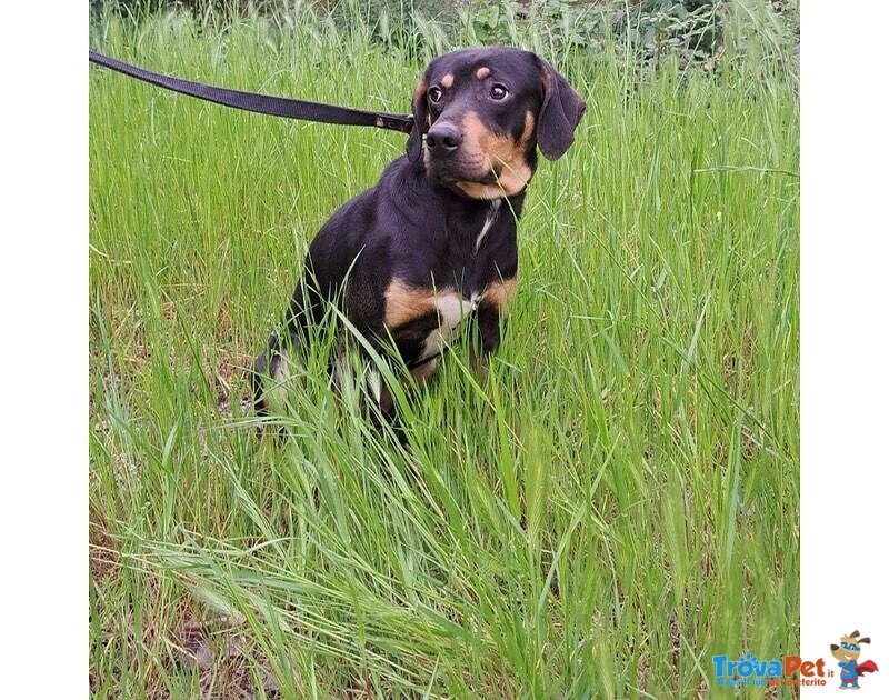 Pippo Dolcissimo ! 17kg - Foto n. 2