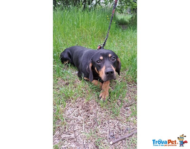 Pippo Dolcissimo ! 17kg - Foto n. 3