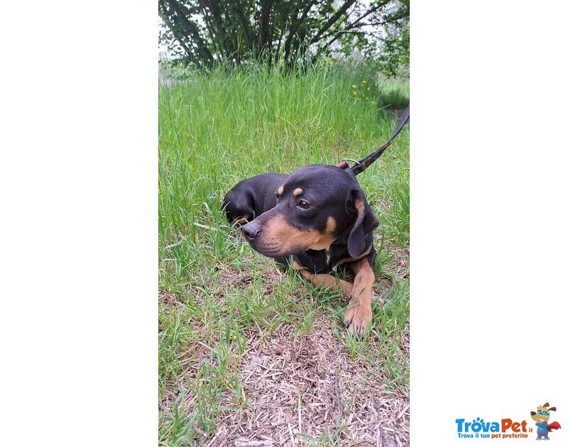 Pippo Dolcissimo ! 17kg - Foto n. 4