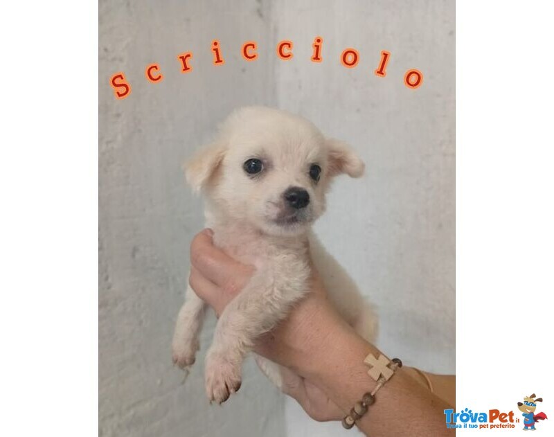 7 Meravigliosi Cuccioli tg Contenuta - Foto n. 1